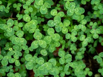 a close up of a green plant with lots of leaves